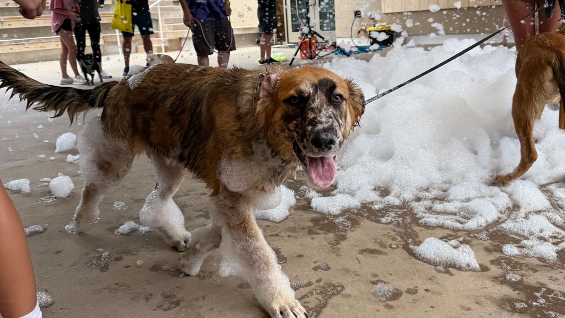 A dog on a leash walking in the foam