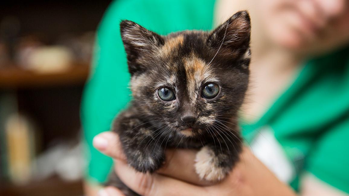 Person holding tortoiseshell kitten