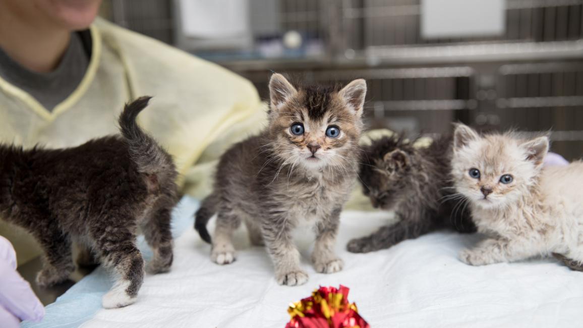 Kitten Nursery story