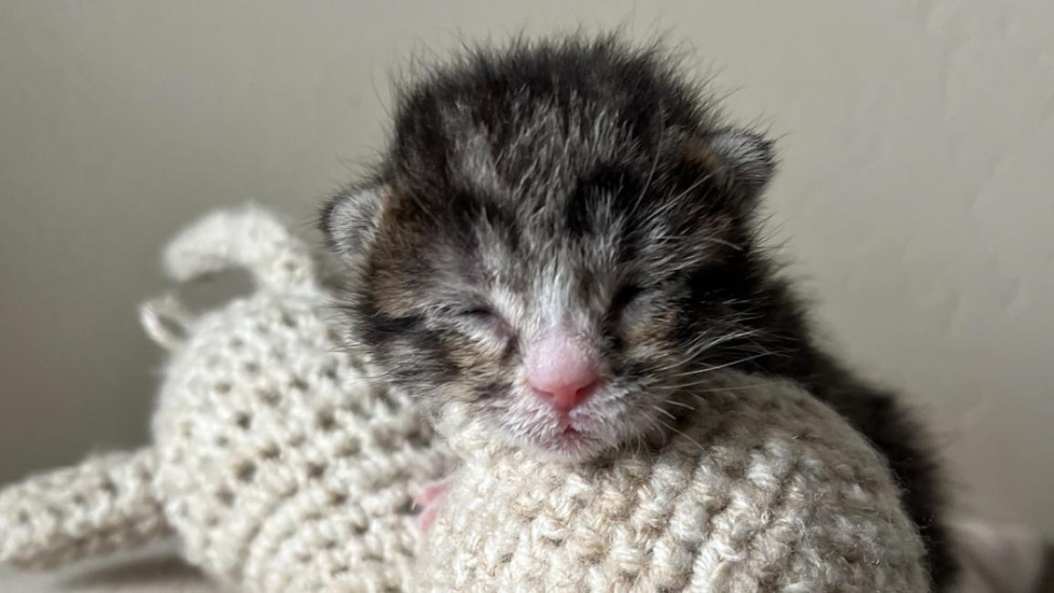 Fizz the young kitten with eyes still closed with head lying on a knitted toy