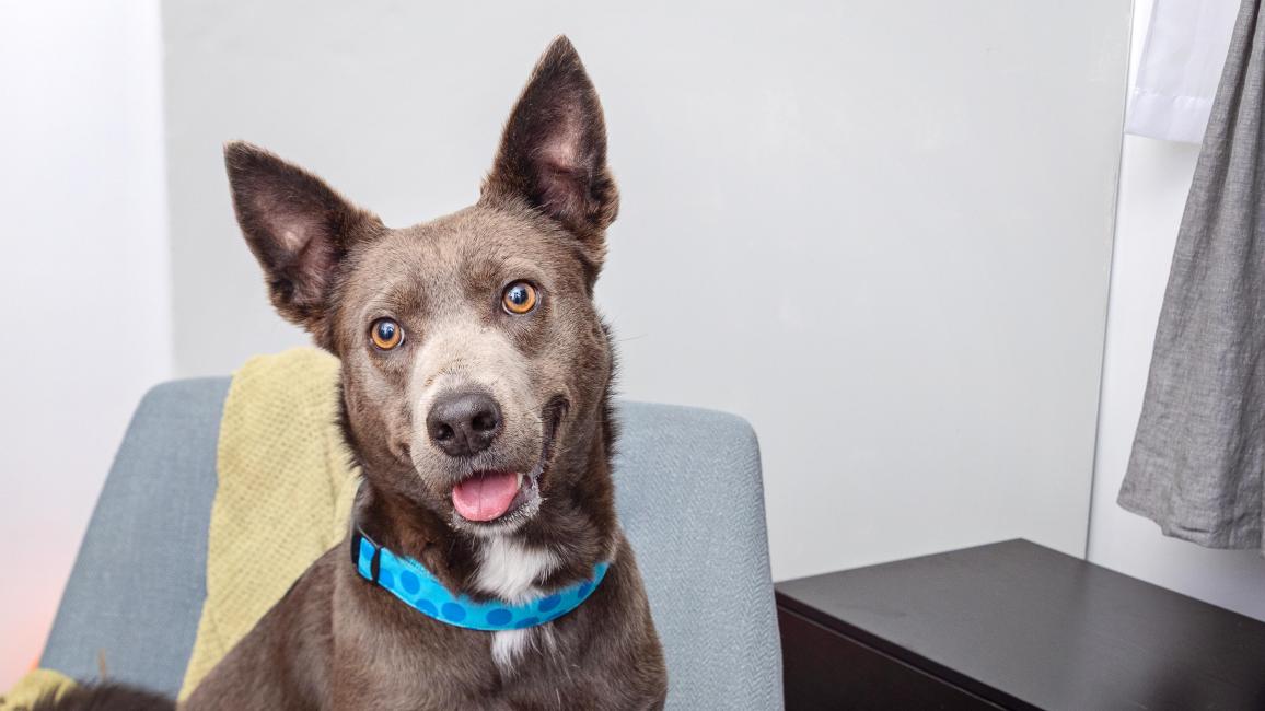Dog sitting on a gray chair