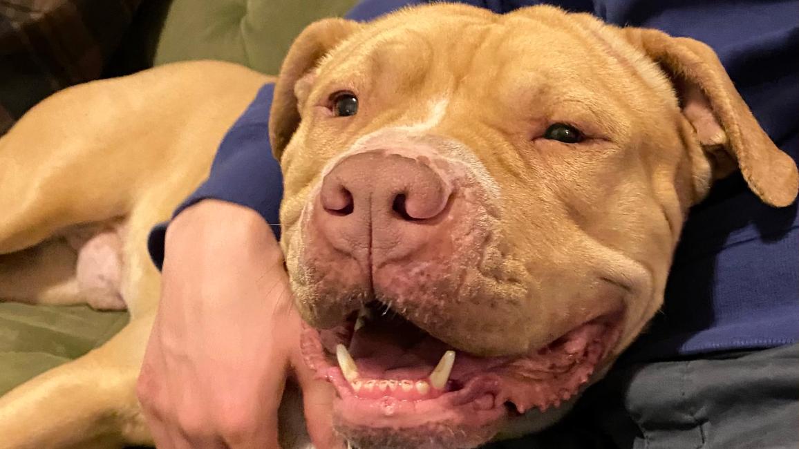 Float the dog smiling and lying against a person whose arm is around him