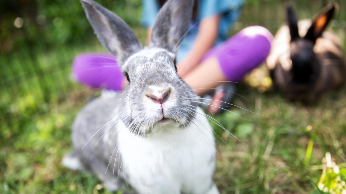 Two bunnies sitting in green grass with a person