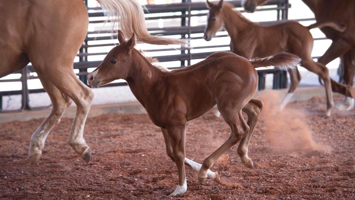 Two foals and two mares running