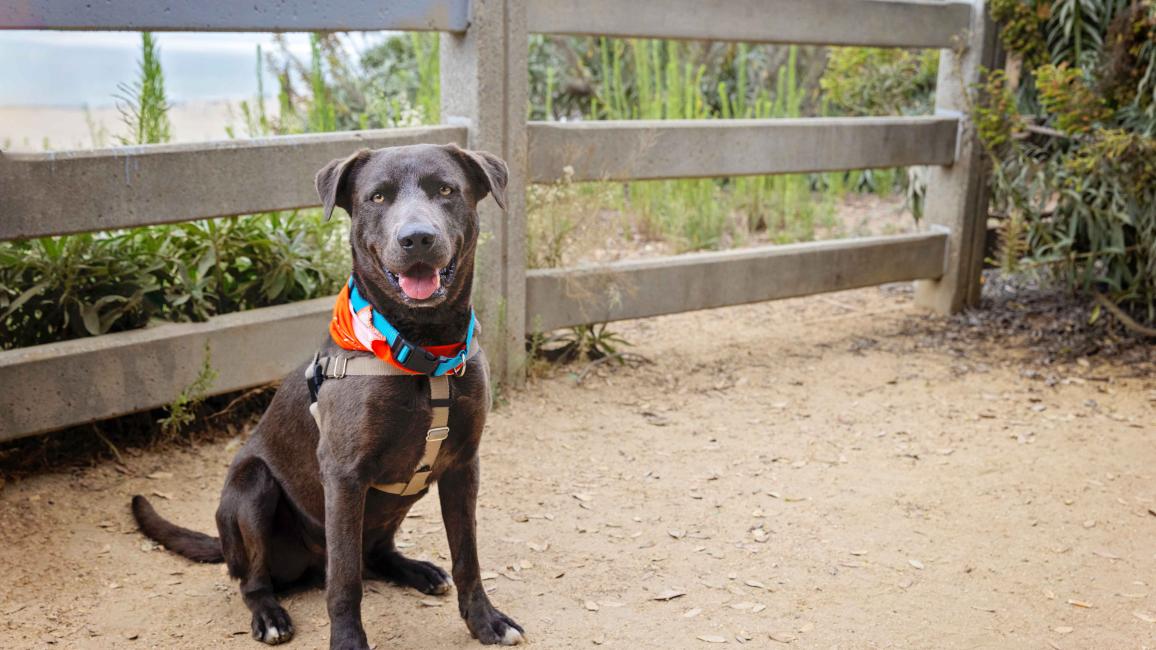 Large gray dog outside wearing a harness beside a fence at a beach