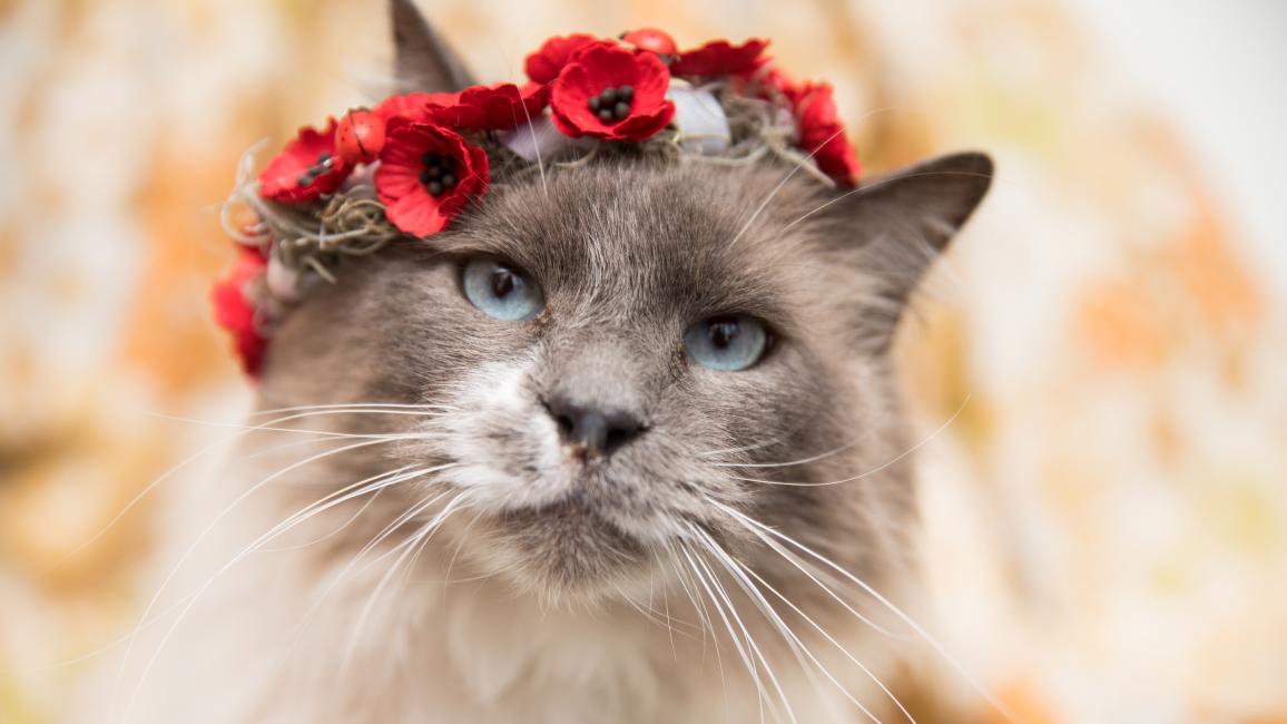 Gray and white cat with a crown of red flowers over her head