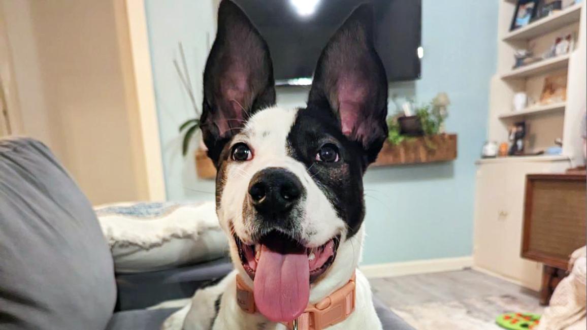 Bunny the puppy in her foster home