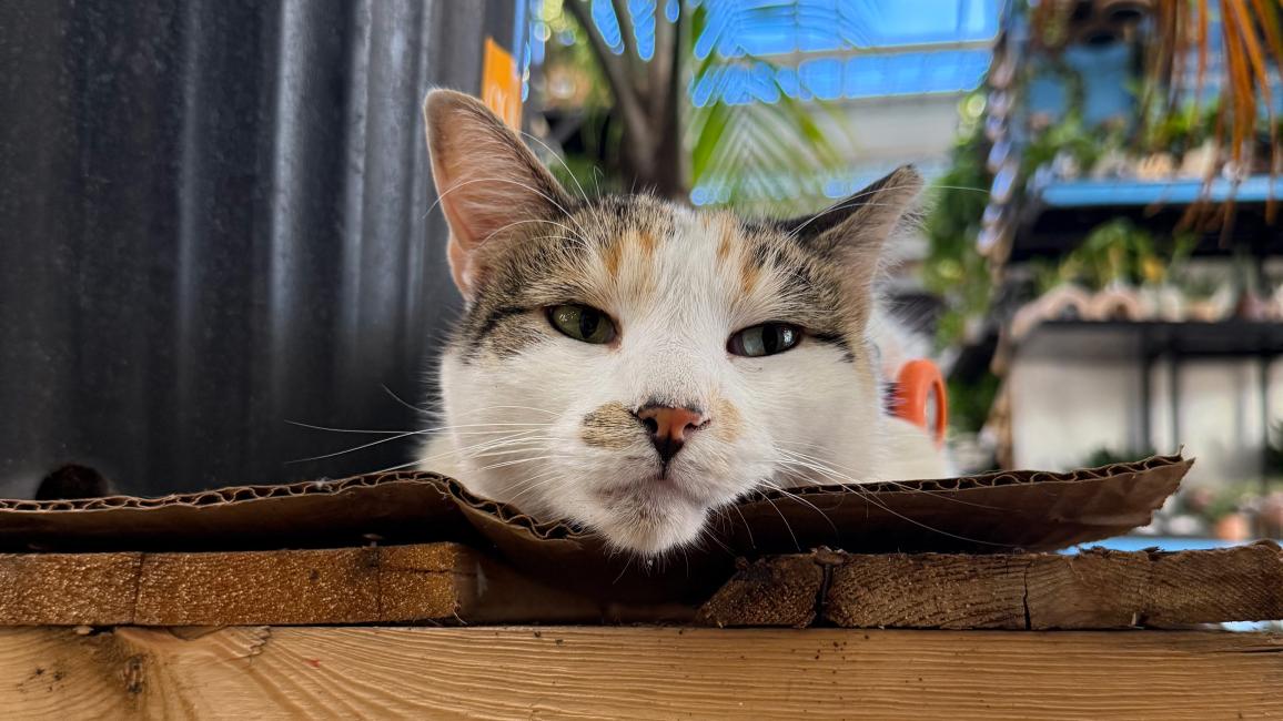 Francine the cat lying next to a plant on a pallet