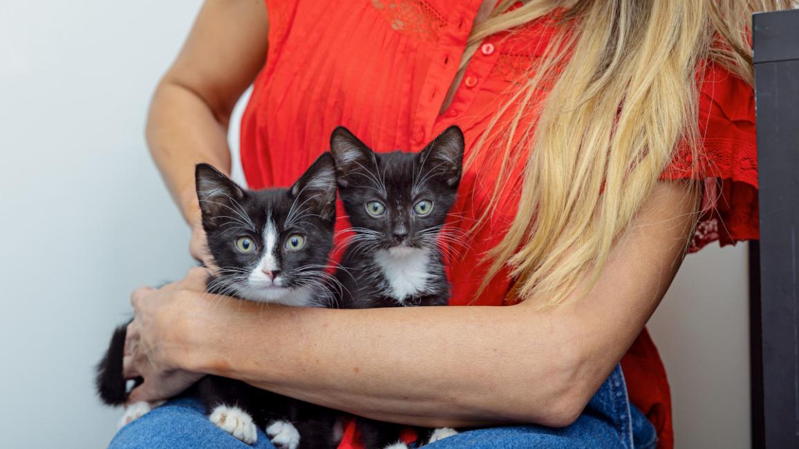 Person sitting and holding two black and white kittens in her lap