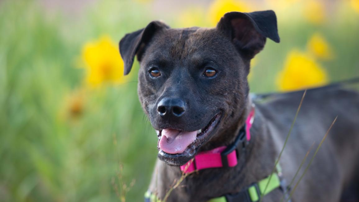 Frannie the dog beside some yellow flowers
