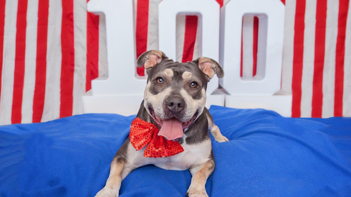 Best Friends & Los Angeles Animal Services Partner to Offer $10 Adoptions  and Tips  to Keep Pets SafeThroughout the Holiday