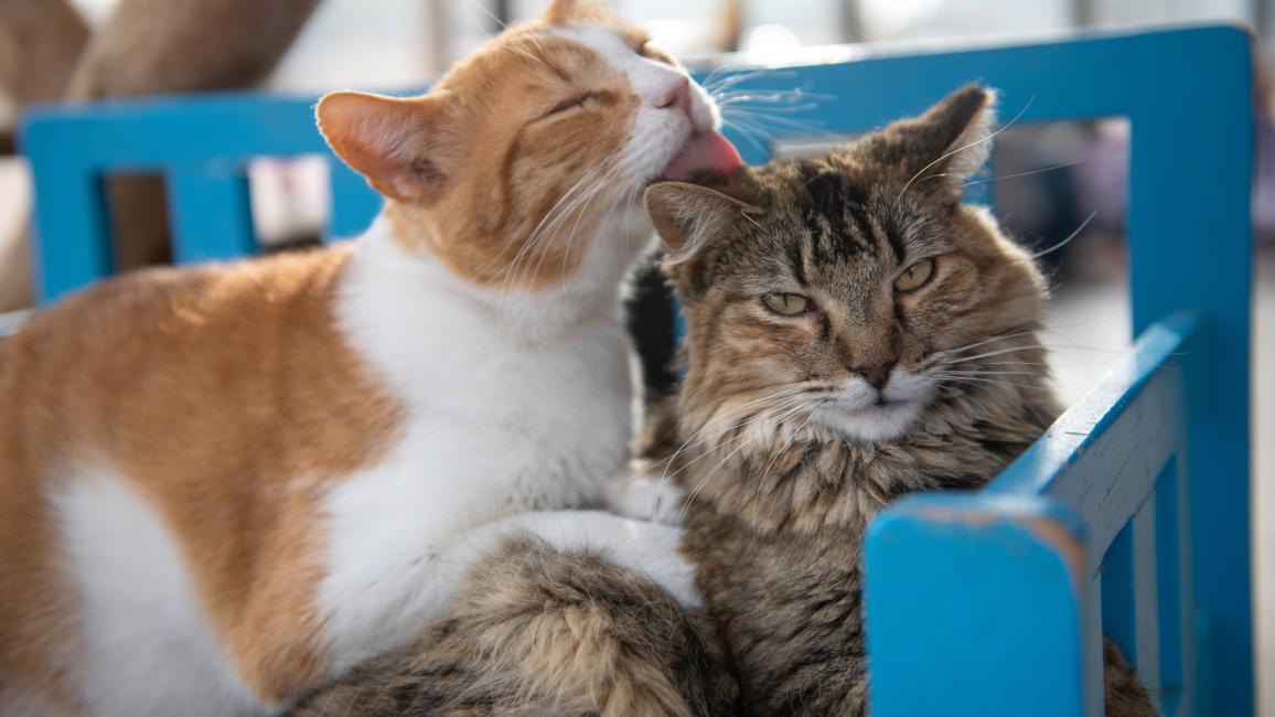 Sunny and Grove the cats lying together and one grooming the head of the other