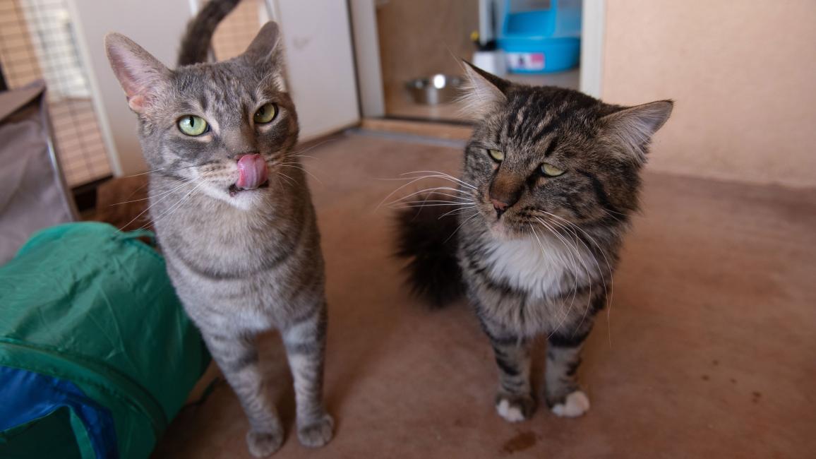 Marky Mark and Coddle the cats