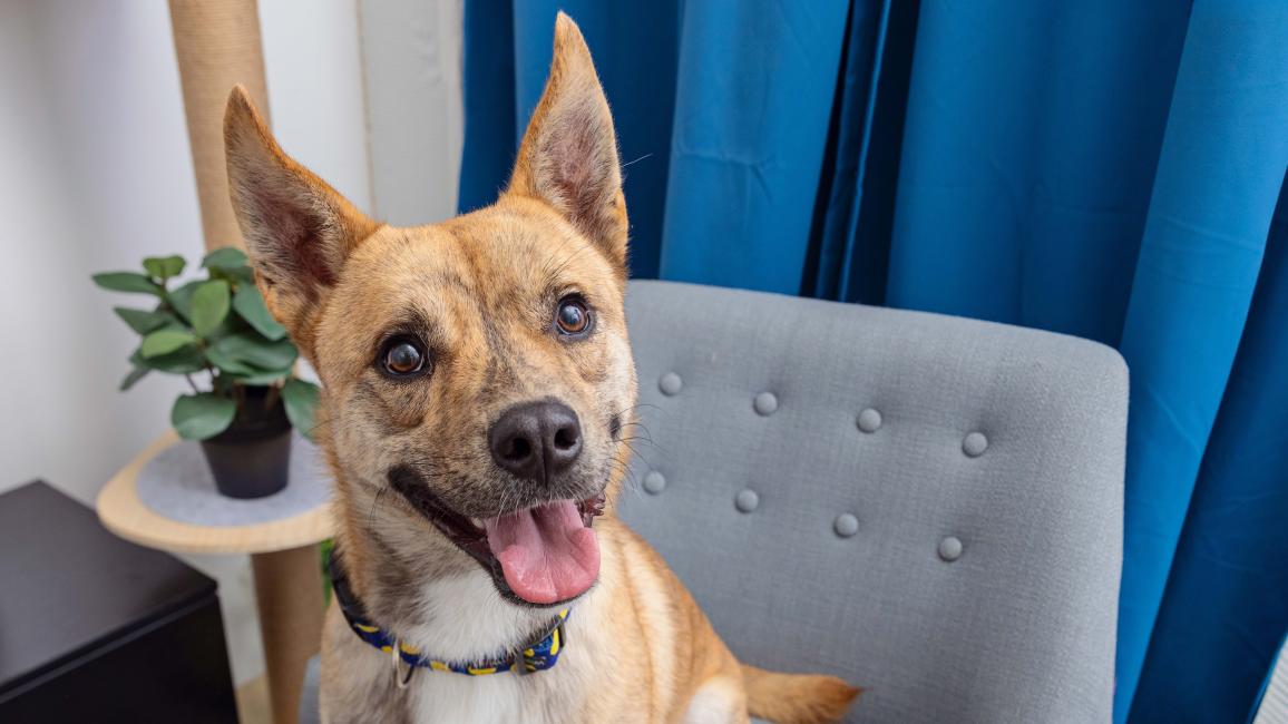Happy dog smiling with upright ears sitting on a chair in front of blue curtains and a small table