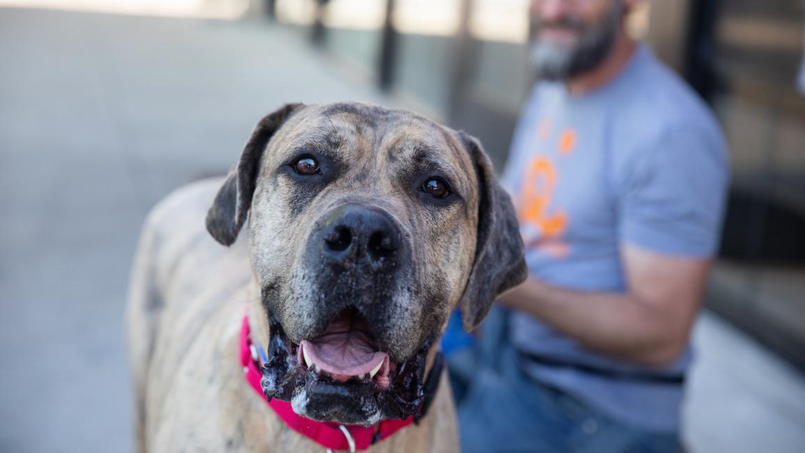Smiling dog outside on a leash with a person behind him