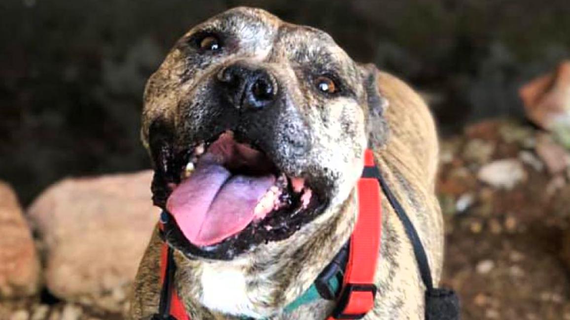 Gemma the pit bull terrier, smiling with tongue out and wearing red harness