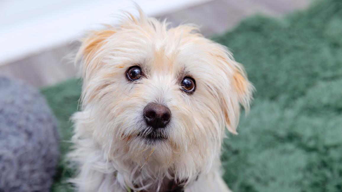 Small white fluffy dog on a green blanket
