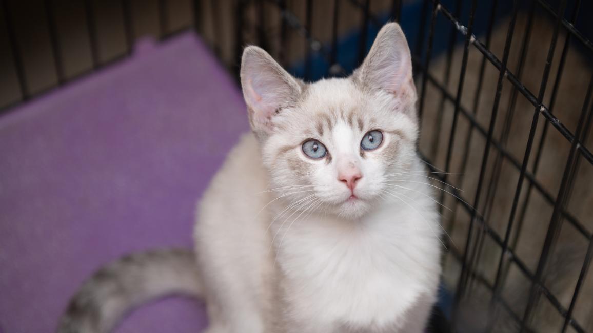 Siamese-type kitten in a wire kennel