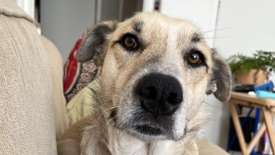 Gilda the dog on a couch