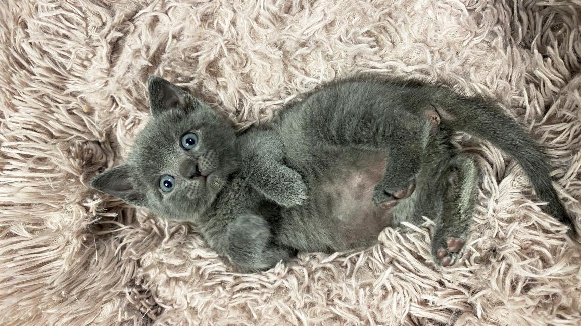 Gray kitten lying on his back on a fuzzy bed