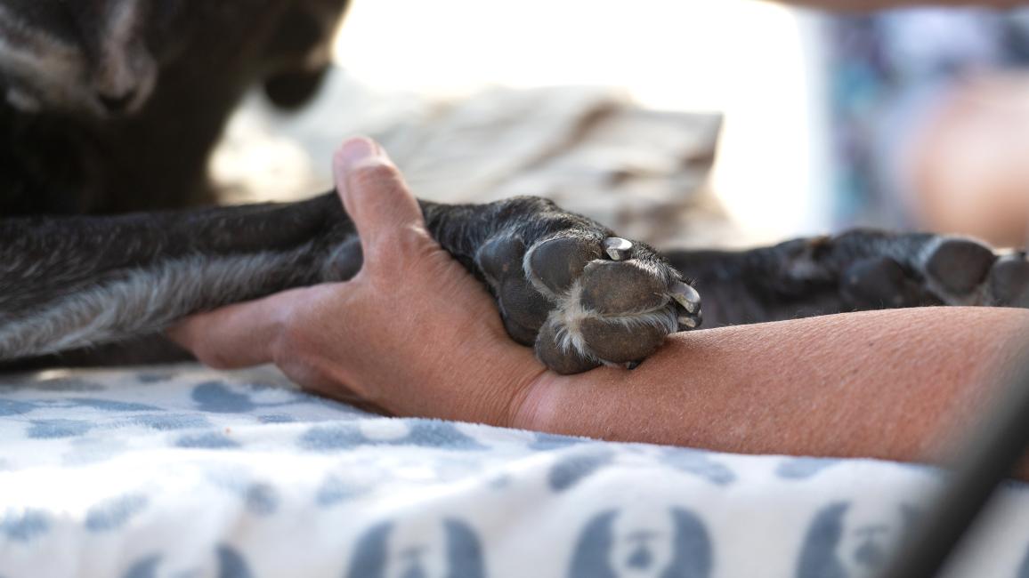 Person's hand holding the paw of a black dog who is lying down on a blanket
