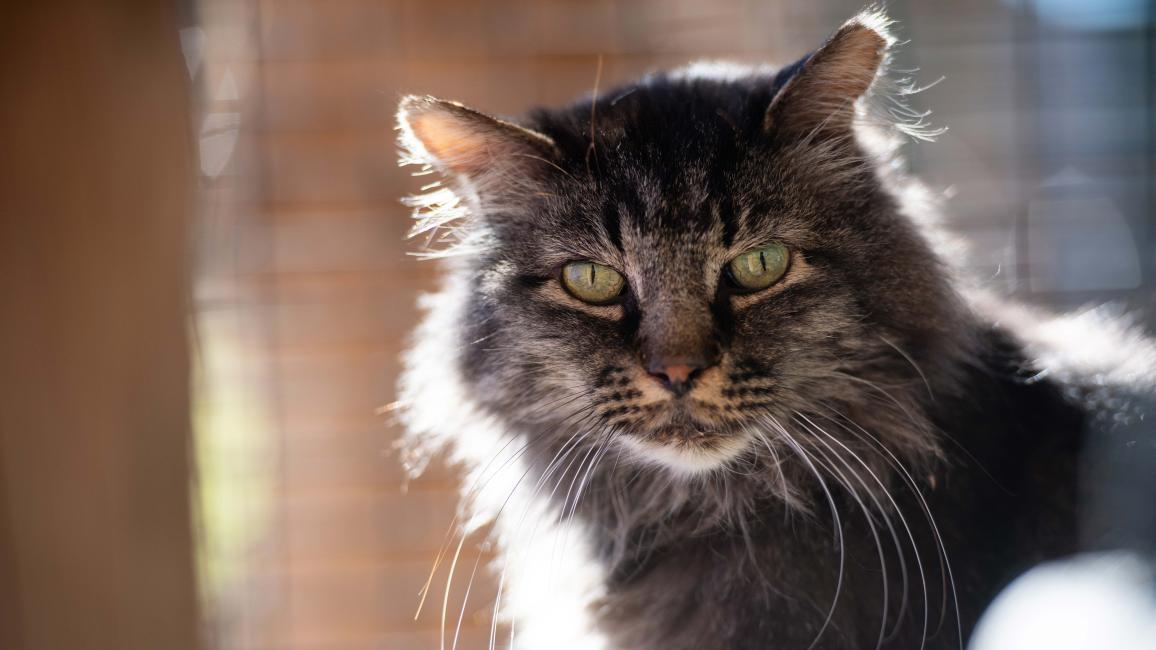 Grog the cat's head, backlit by the sun