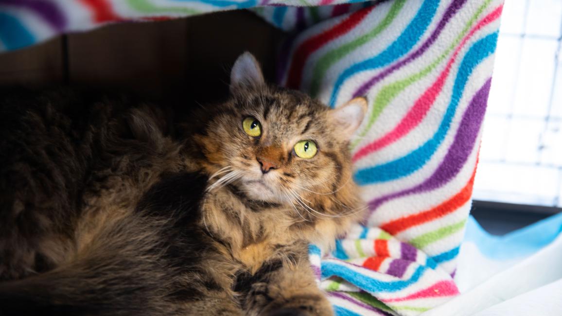Stella the at lying on a multi-colored blanket