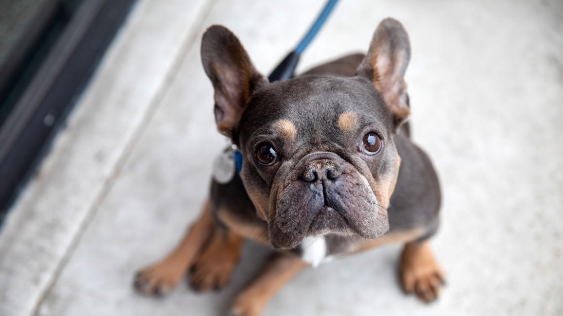French bulldog on a leash sitting down
