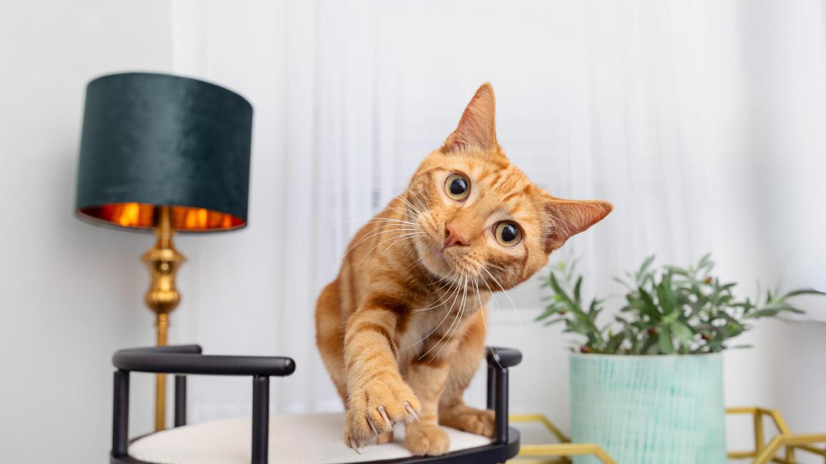 Orange tabby cat on a small table reaching his paw forward
