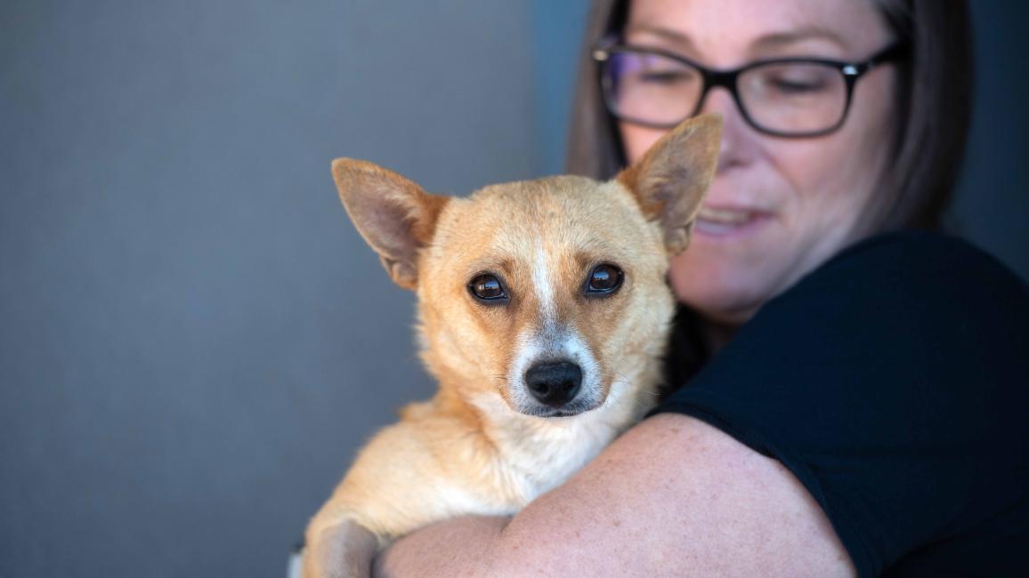 Person holding a small tan dog