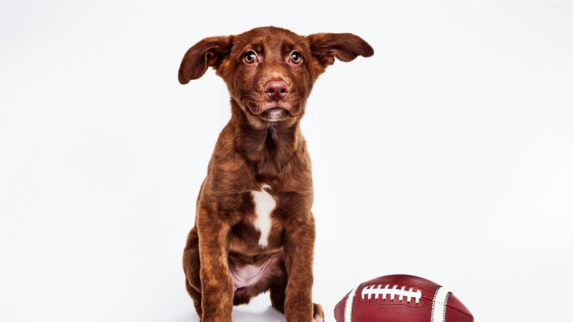 Bianca the brown and white puppy next to a football