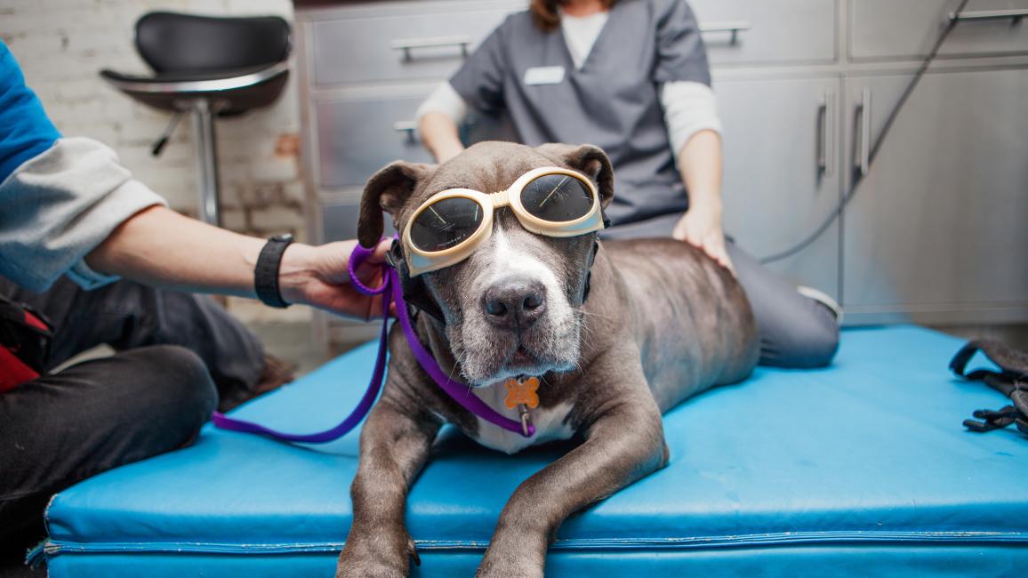 A dog wearing protective glasses lying on a mat, beside two people