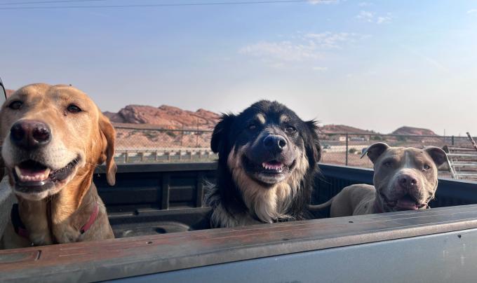Three dogs in the back of a pickup truck with red cliffs behind them