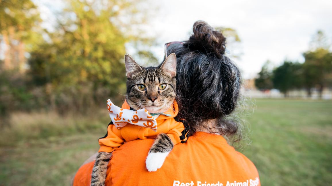 Person wearing an orange Best Friends volunteer T-shirt holding a cat wearing a bow tie over her shoulder