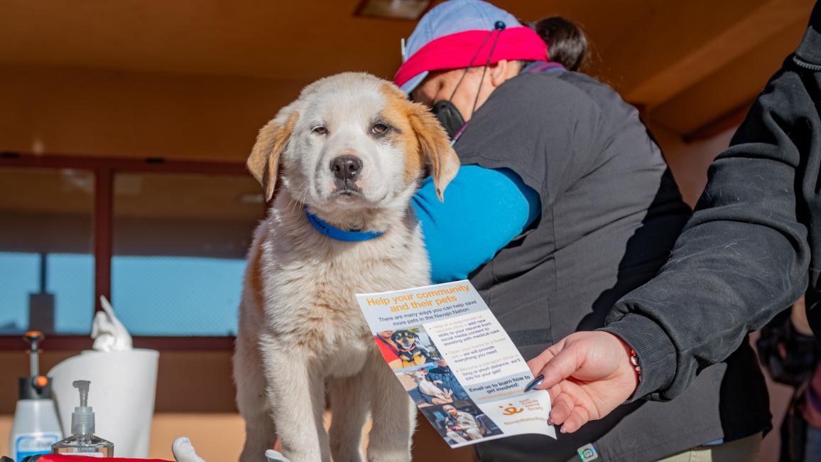 Navajo Nation puppy receiving medical care