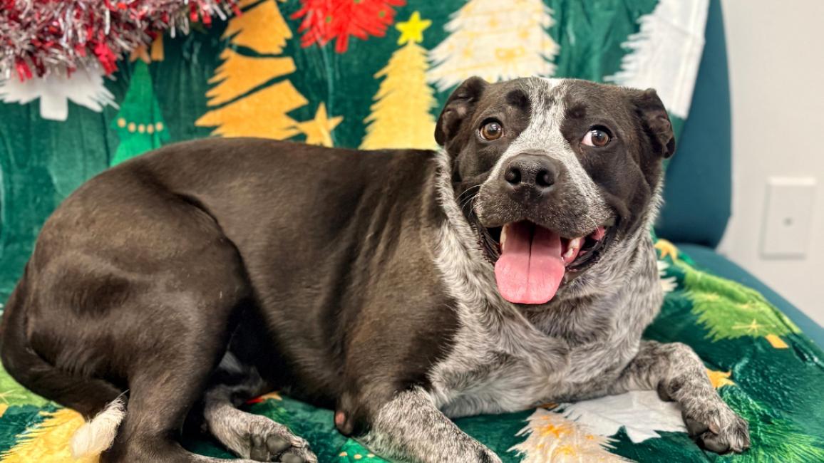 Rose the dog lying on a holiday blanket on a chair with her tongue out