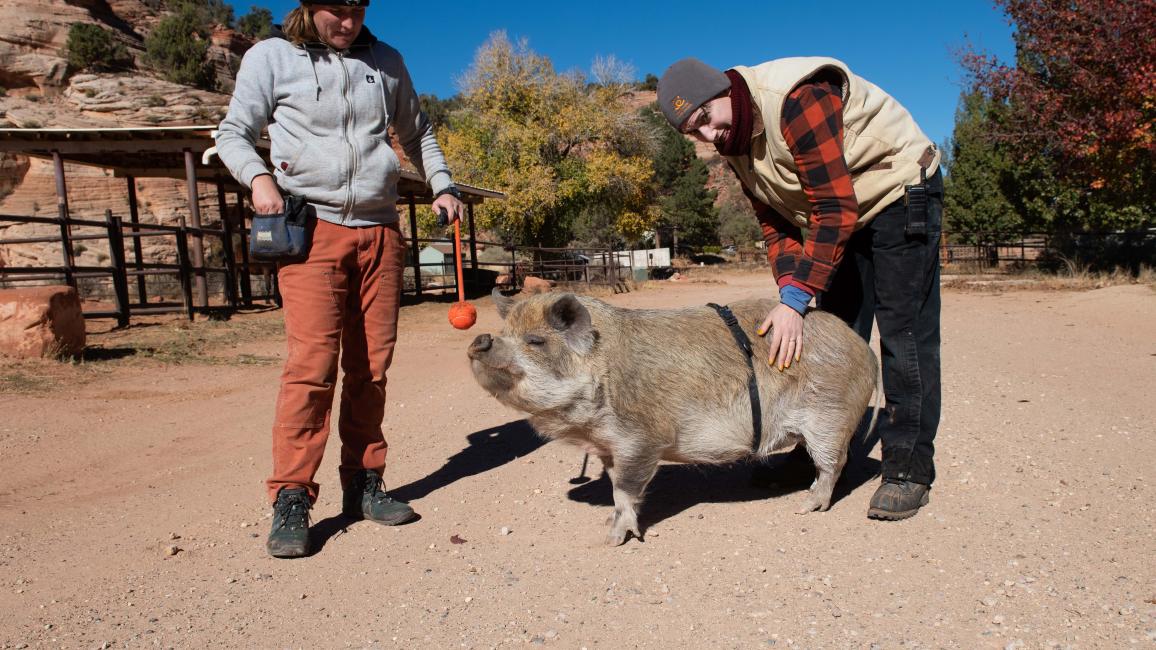 Karen the pig outside being trained by two people with her belt and a target stick