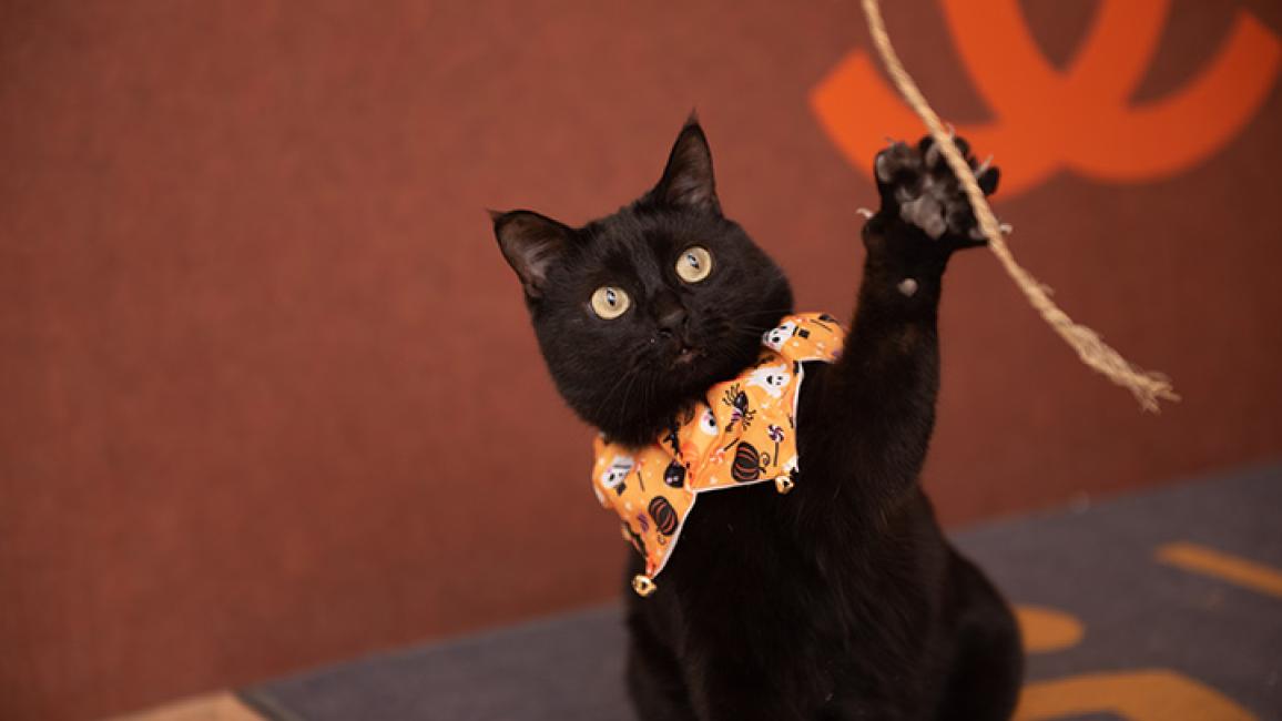 Jako the cat wearing a Halloween-themed orange collar, batting at a string