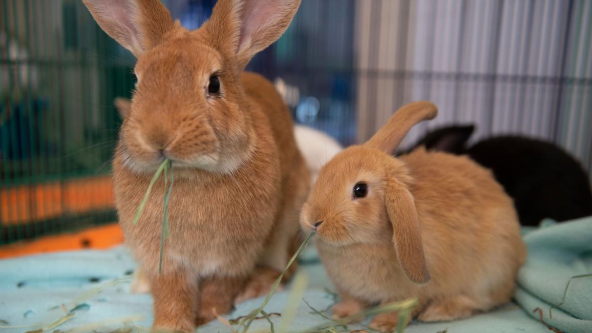 Mother and baby rabbit chewing hay
