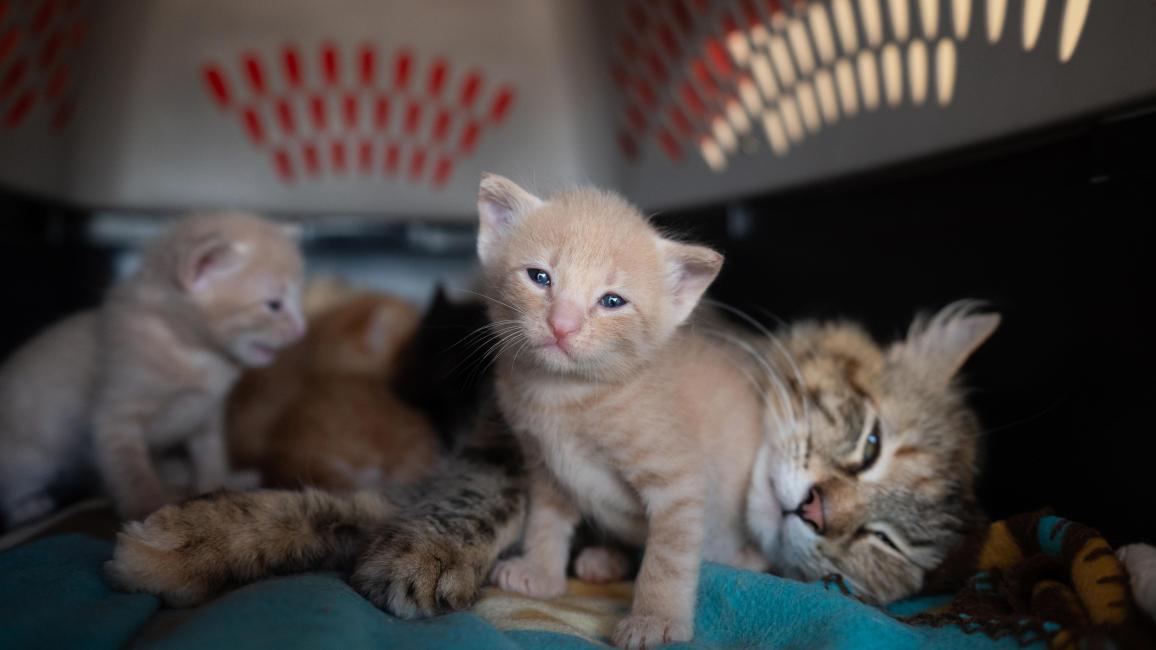 Kittens with a mama cat in a crate