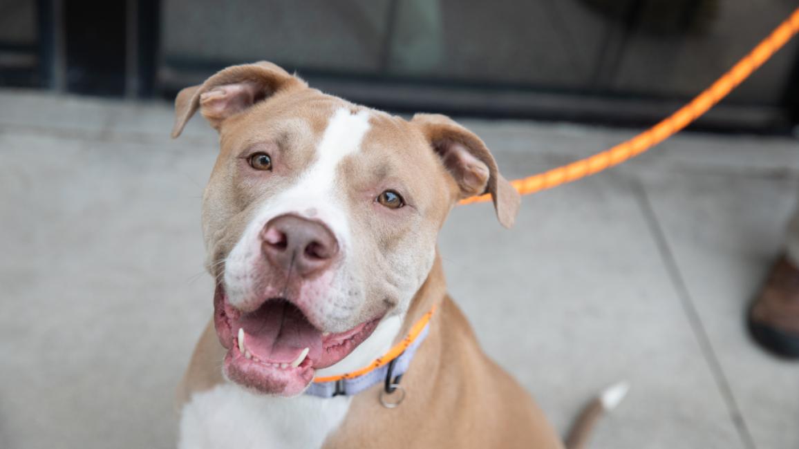 Tan and white dog with mouth open in a smile outside on a leash
