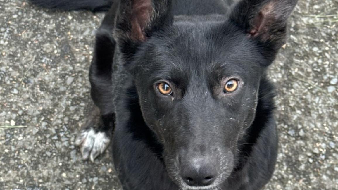 Black dog with upright ears