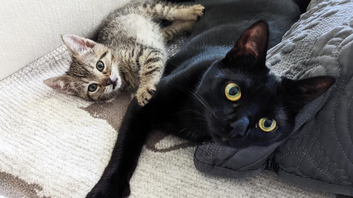 HarlieQ and Nicholas the kittens lying next to each other