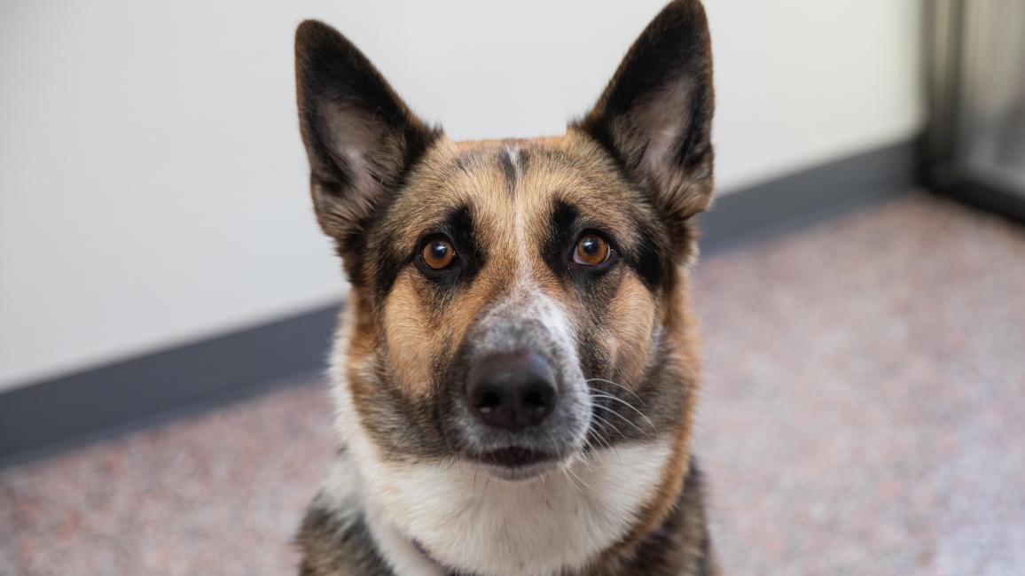 Black, brown and white dog with upright ears