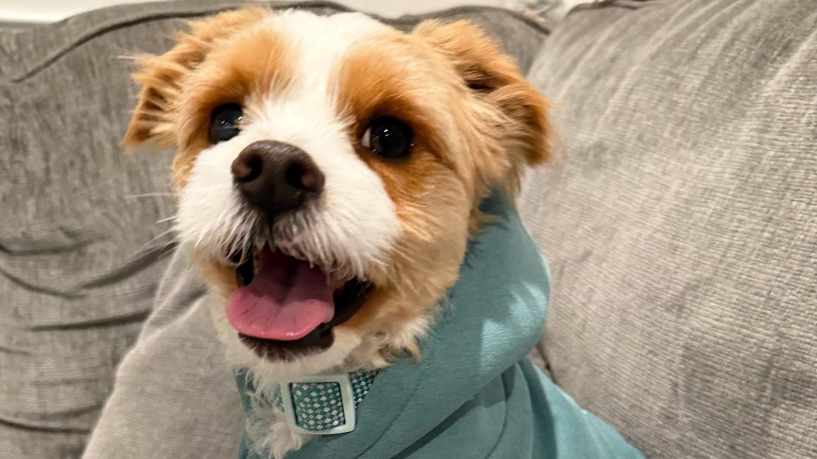 Hawkeye the dog smiling and wearing a hoodie