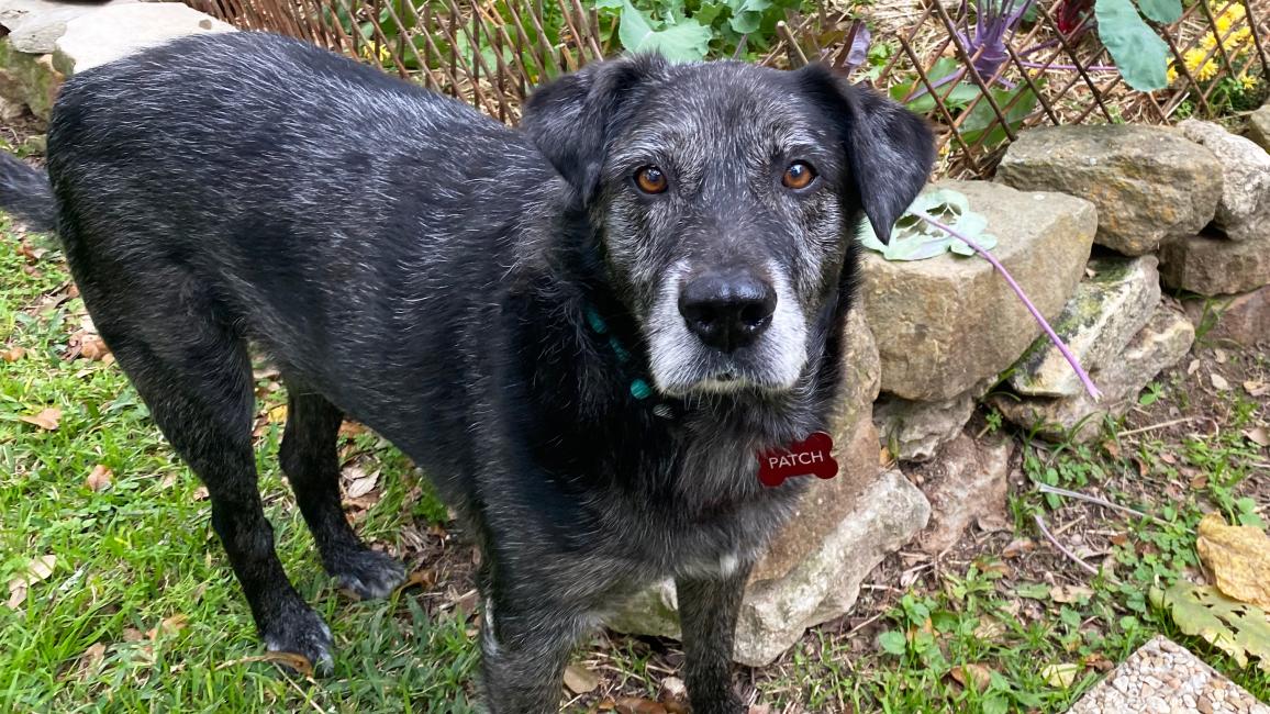 Patch the dog standing outside