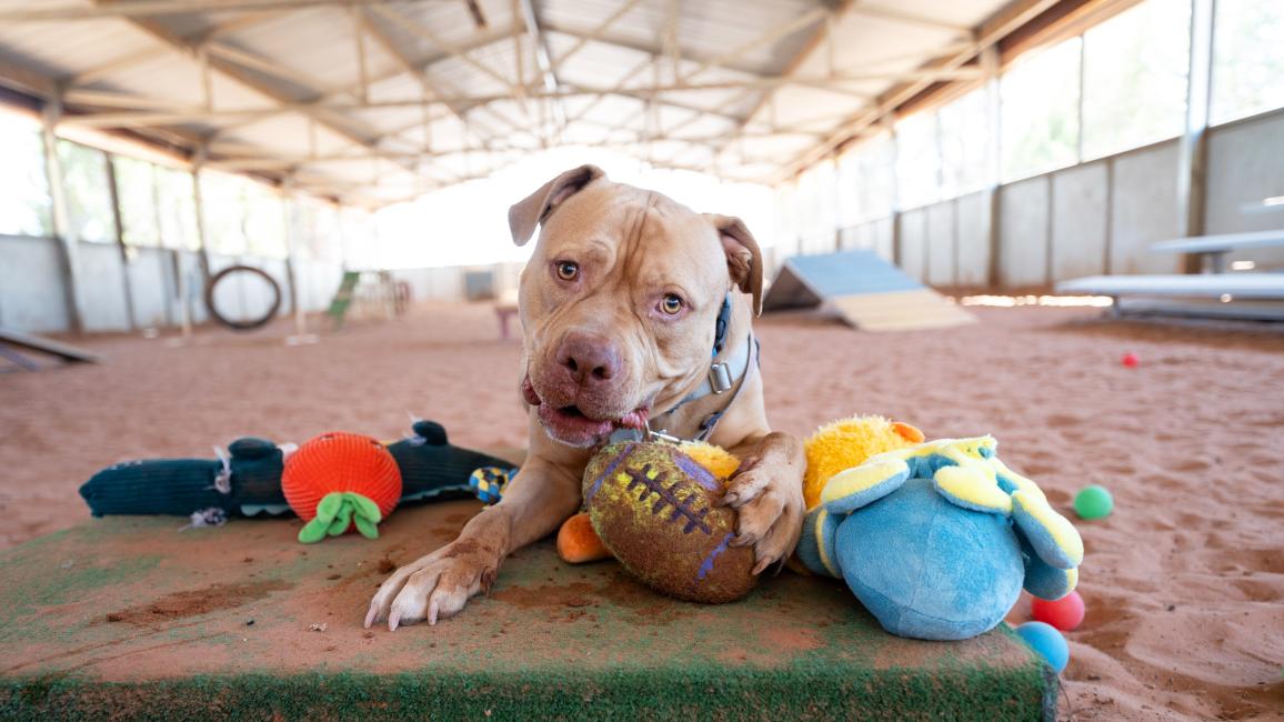 Large dog in an agility field on a platform surrounded by toys with him chewing a toy football