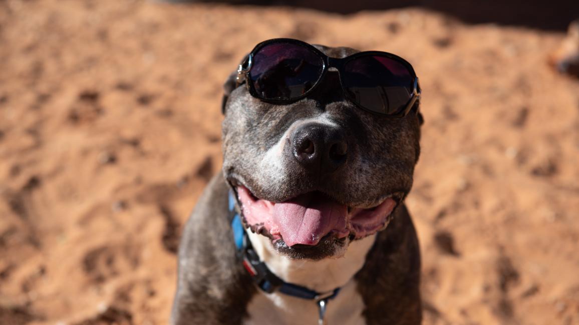 Legion the dog smiling and wearing sunglasses