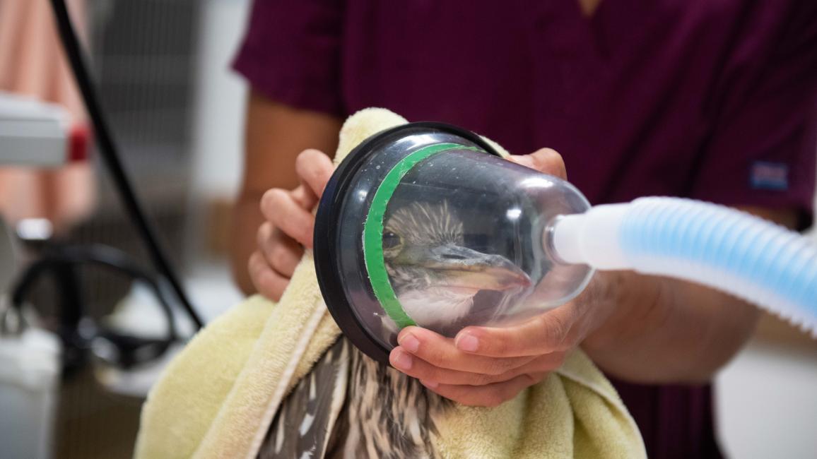 Heron being anesthetized for the endoscopy