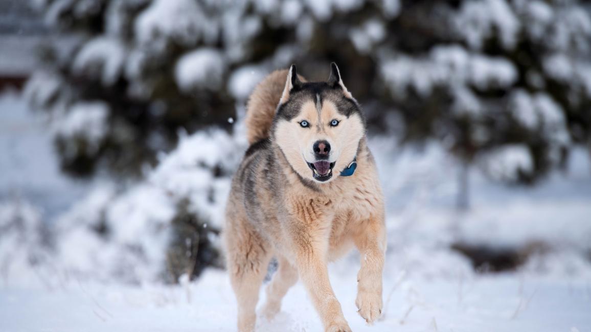 Hilo the husky running outside in the snow